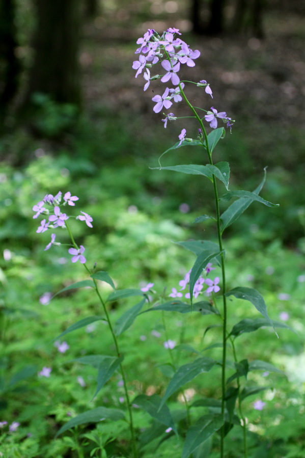 Lokation: Deutschland | Nordrhein-Westfalen | Nettersheim | Zingsheim Kategorien: Habitus, Datum: 31.05.2014
