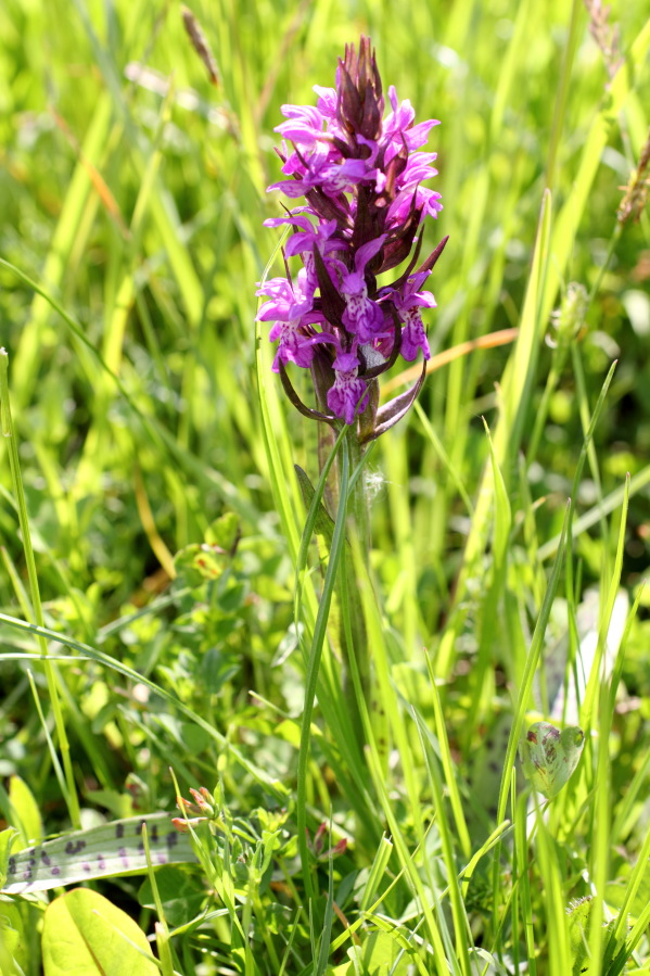 Dactylorhiza majalis (Breitblättriges Knabenkraut), Lokation: Deutschland | Nordrhein-Westfalen | Nettersheim | Nettersheim Kategorien: Habitus, Familie: Orchidaceae (Orchideen ), Datum: 31.05.2014