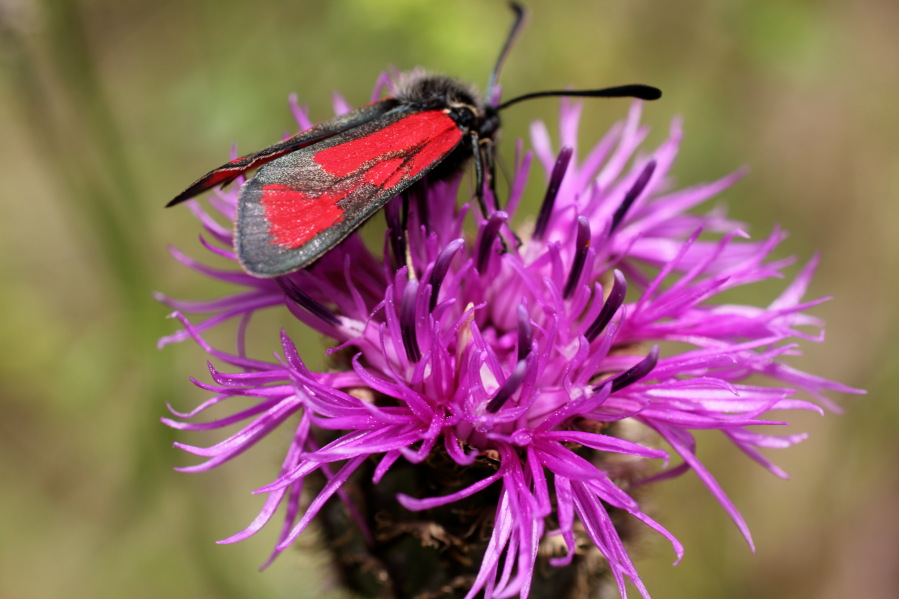 Lokation: Deutschland | Rheinland-Pfalz | Remagen | Lohrsdorf Kategorien: Blüte, Schmetterlinge, Datum: 07.06.2014