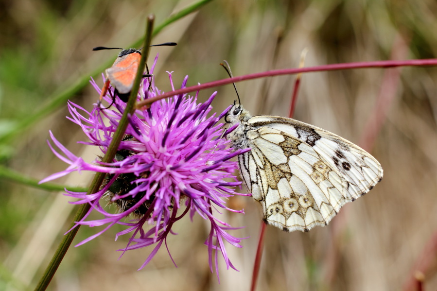 Lokation: Deutschland | Rheinland-Pfalz | Remagen | Lohrsdorf Kategorien: Blüte, Schmetterlinge, Datum: 07.06.2014