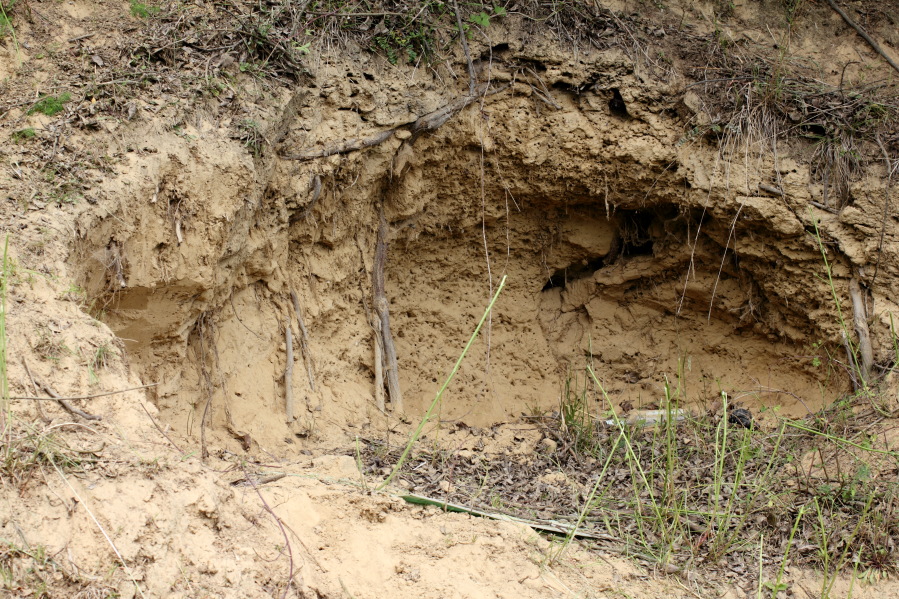 Lokation: Deutschland | Rheinland-Pfalz | Remagen | Lohrsdorf Kategorien: Geologie, Datum: 07.06.2014