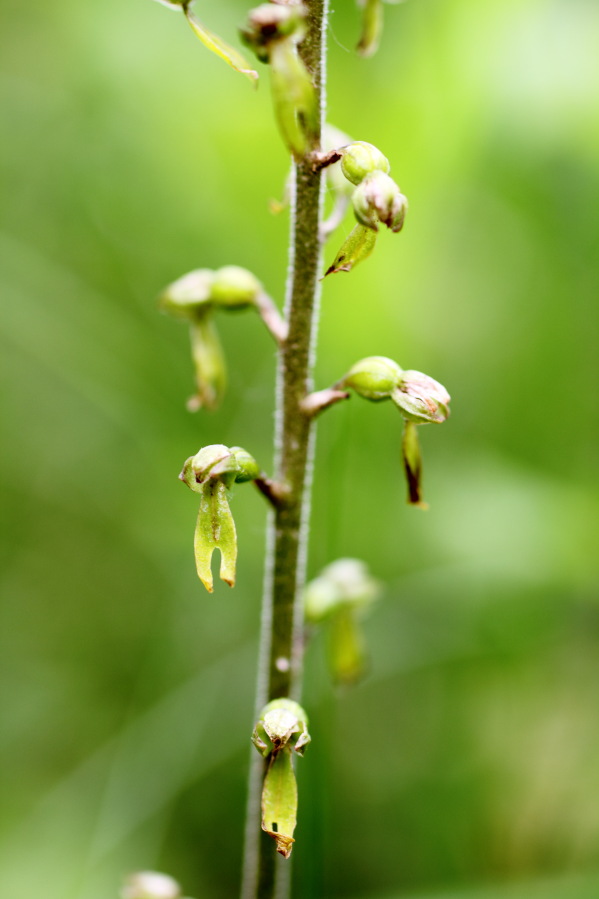 Lokation: Deutschland | Rheinland-Pfalz | Remagen | Lohrsdorf Kategorien: Blüte, Datum: 07.06.2014