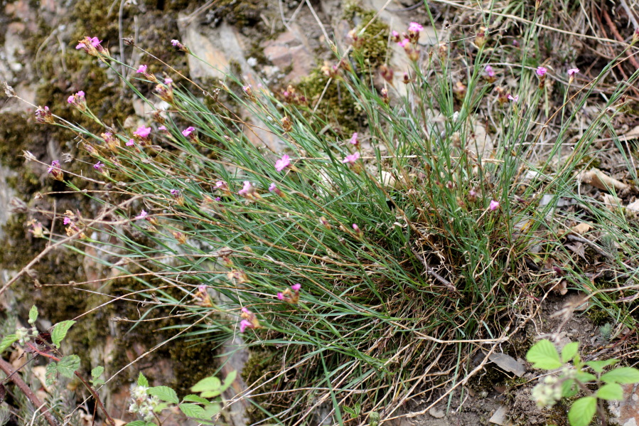 Lokation: Deutschland | Rheinland-Pfalz | Dernau | Dernau Kategorien: Vegetation, Datum: 07.06.2014