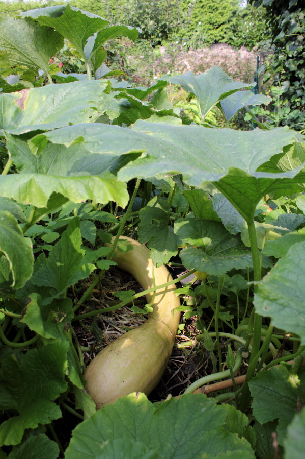 Lokation: Deutschland | Nordrhein-Westfalen | Bergisch Gladbach | Rodemich Kategorien: Permakultur, Datum: 07.09.2014