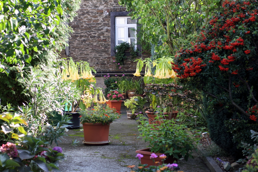 Lokation: Deutschland | Rheinland-Pfalz | Hammerstein | Hammerstein Kategorien: Garten, Datum: 03.10.2014