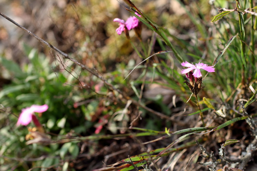 Lokation: Deutschland | Rheinland-Pfalz | Leutesdorf | Leutesdorf Kategorien: Habitus, Datum: 03.10.2014