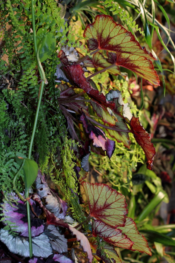 Grüne Wand Gegenlicht