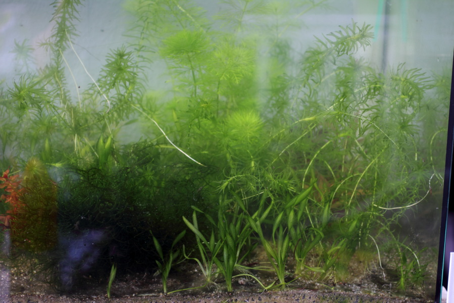 Lokation: Deutschland | Nordrhein-Westfalen | Bergisch Gladbach | Rodemich Kategorien: Aquarien, Datum: 11.10.2014