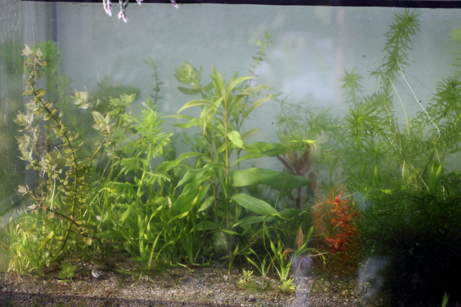 Lokation: Deutschland | Nordrhein-Westfalen | Bergisch Gladbach | Rodemich Kategorien: Aquarien, Datum: 11.10.2014