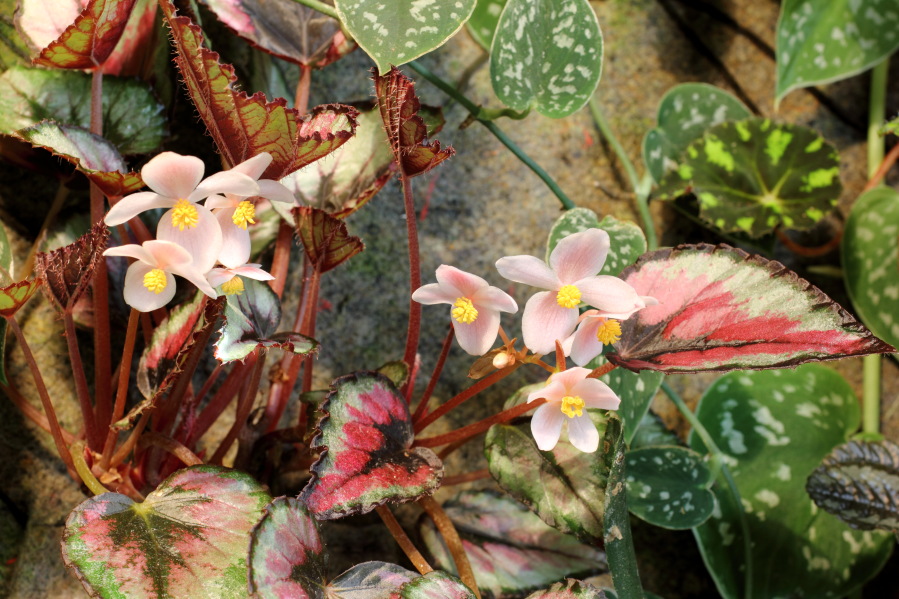 Lokation: Deutschland | Nordrhein-Westfalen | Bergisch Gladbach | Rodemich Kategorien: Pflanzenwand, Datum: 26.10.2014