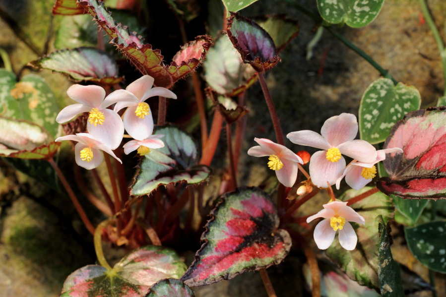 Lokation: Deutschland | Nordrhein-Westfalen | Bergisch Gladbach | Rodemich Kategorien: Pflanzenwand, Datum: 26.10.2014