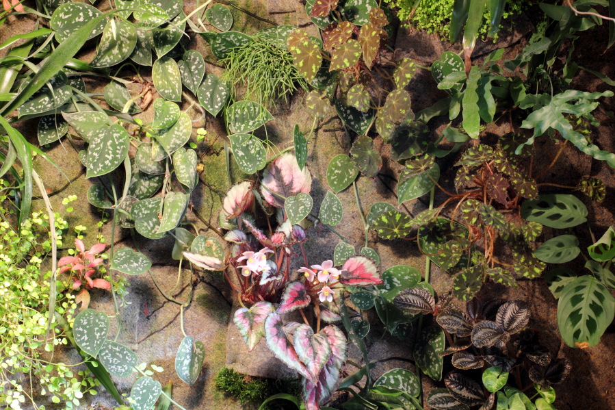 Grüne Wand blühende Begonie