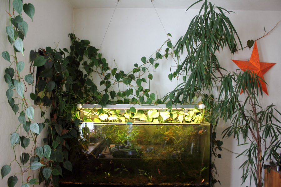 Lokation: Deutschland | Nordrhein-Westfalen | Bergisch Gladbach | Rodemich Kategorien: Aquarien, Datum: 26.10.2014