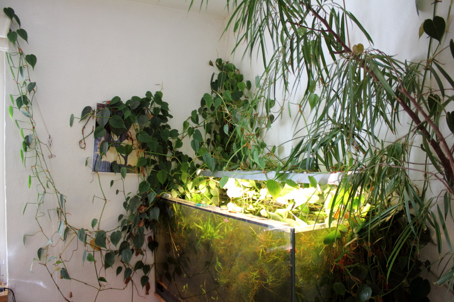 Lokation: Deutschland | Nordrhein-Westfalen | Bergisch Gladbach | Rodemich Kategorien: Aquarien, Datum: 26.10.2014