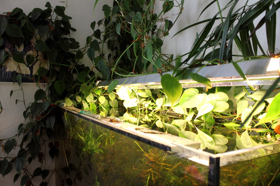 Lokation: Deutschland | Nordrhein-Westfalen | Bergisch Gladbach | Rodemich Kategorien: Aquarien, Datum: 26.10.2014