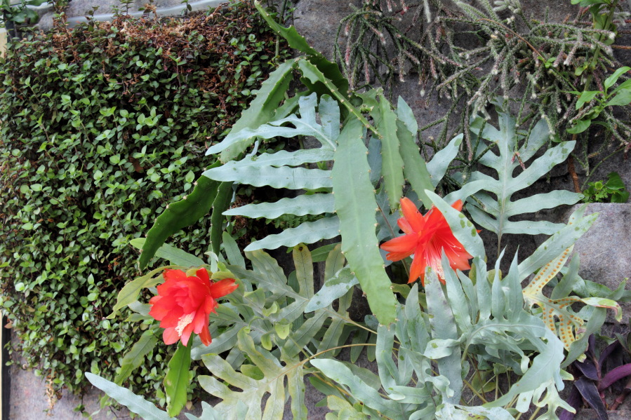 Lokation: Deutschland | Nordrhein-Westfalen | Bergisch Gladbach | Rodemich Kategorien: Pflanzenwand, Datum: 20.11.2014