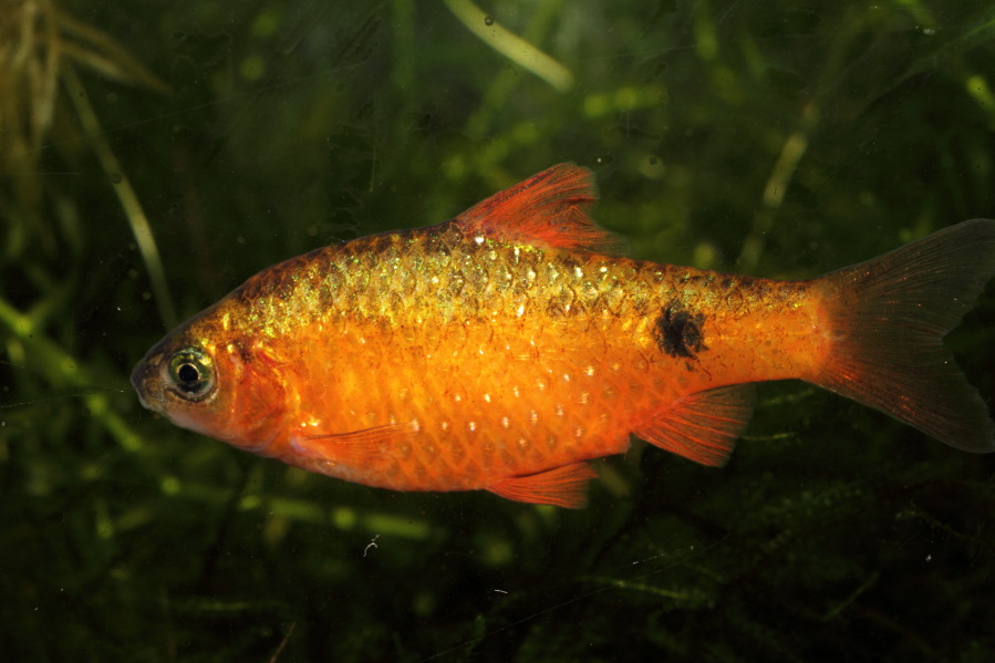 Lokation: Deutschland | Nordrhein-Westfalen | Bergisch Gladbach | Rodemich Kategorien: Fische, Datum: 20.11.2014