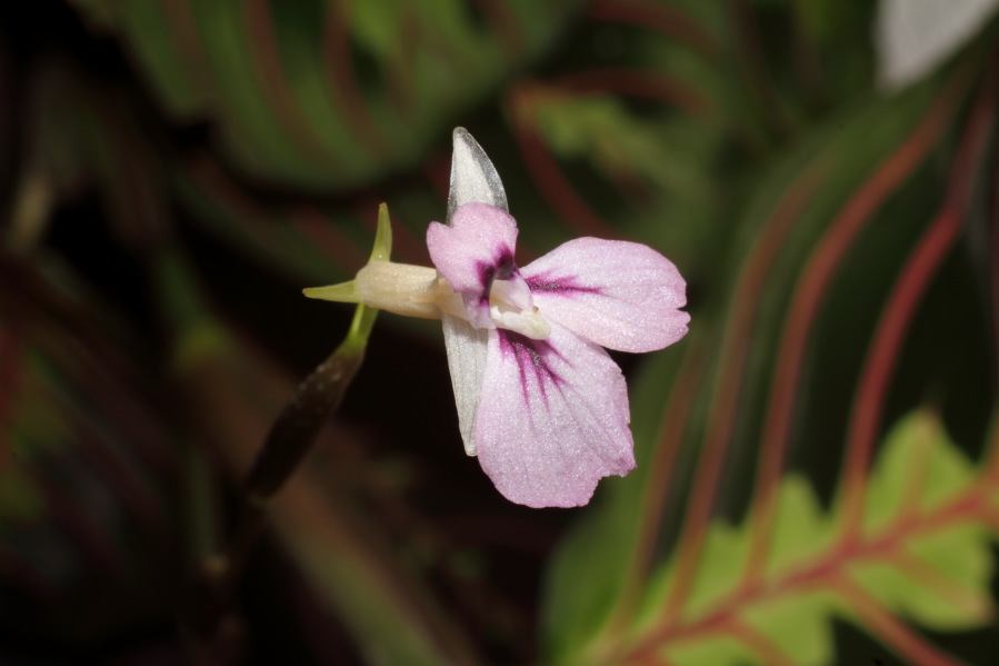 Lokation: Deutschland | Nordrhein-Westfalen | Bergisch Gladbach | Rodemich Kategorien: Pflanzenwand, Datum: 12.12.2014
