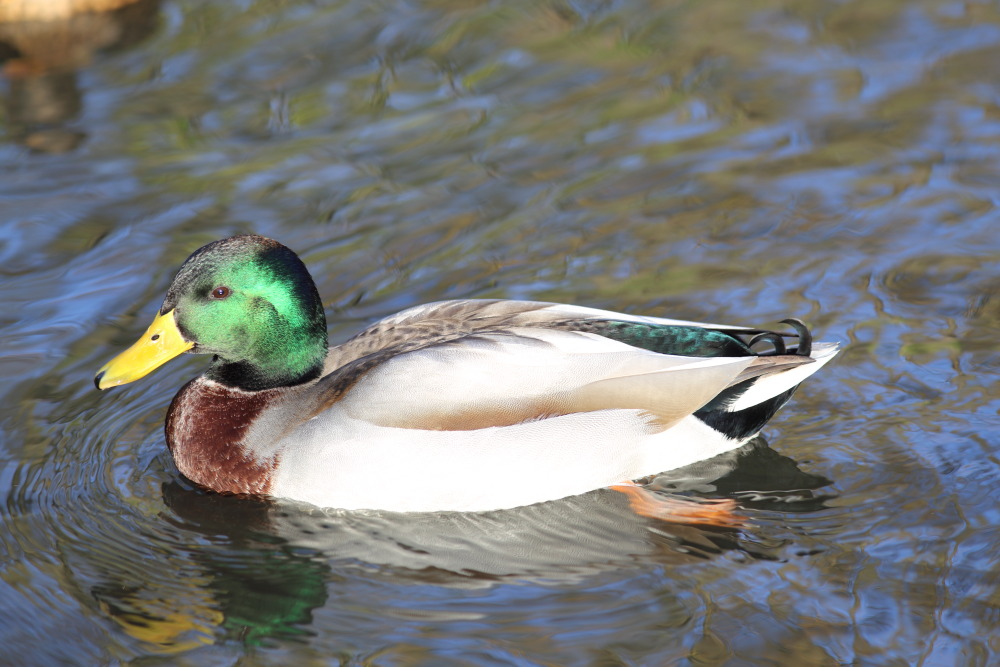Lokation: Deutschland | Nordrhein-Westfalen | Köln | Lindenthal Kategorien: Vögel, Datum: 03.12.2015