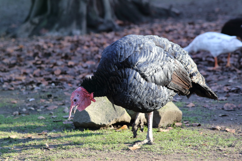 Lokation: Deutschland | Nordrhein-Westfalen | Köln | Lindenthal Kategorien: Vögel, Datum: 03.12.2015