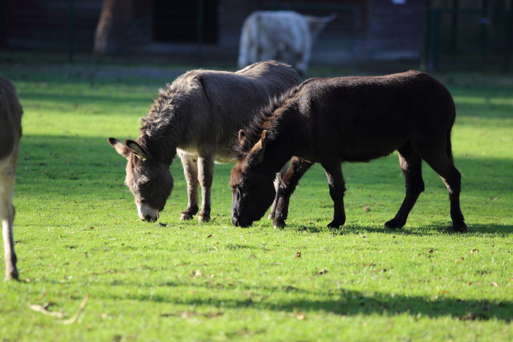 Lokation: Deutschland | Nordrhein-Westfalen | Köln | Lindenthal Kategorien: Säugetiere, Datum: 03.12.2015