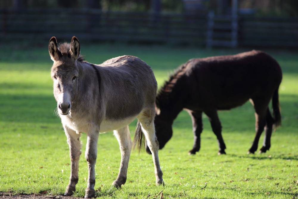 Lokation: Deutschland | Nordrhein-Westfalen | Köln | Lindenthal Kategorien: Säugetiere, Datum: 03.12.2015