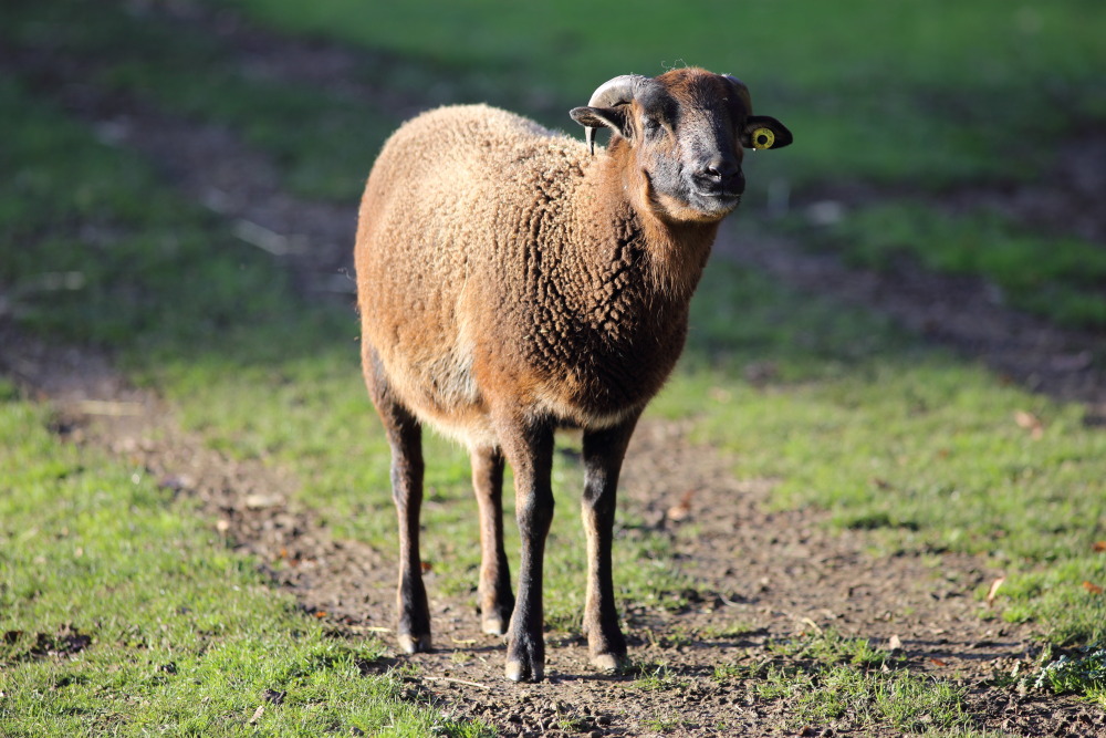 Lokation: Deutschland | Nordrhein-Westfalen | Köln | Lindenthal Kategorien: Säugetiere, Datum: 03.12.2015