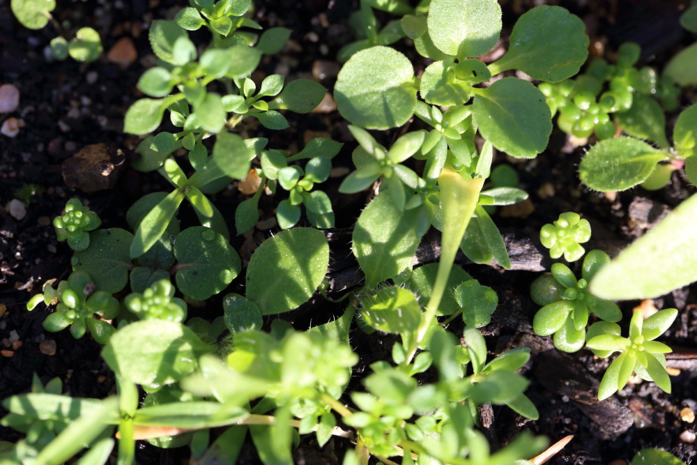 Lokation: Deutschland | Nordrhein-Westfalen | Bergisch Gladbach | Rodemich Kategorien: Keimlinge, Datum: 19.12.2015