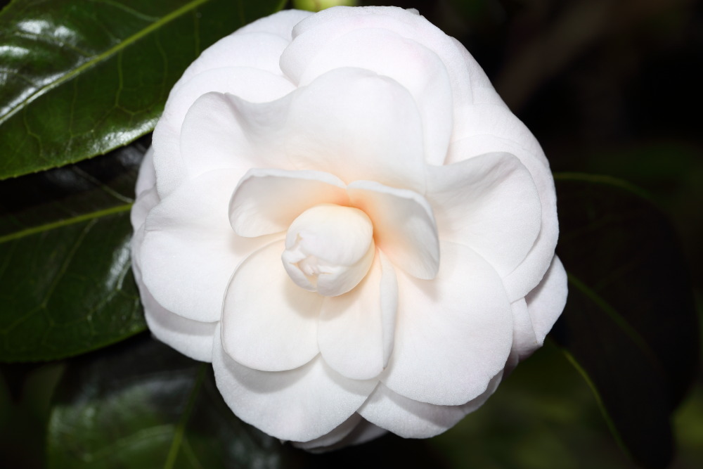 Lokation: Deutschland | Nordrhein-Westfalen | Köln | Riehl Kategorien: Blüte, Datum: 26.12.2015