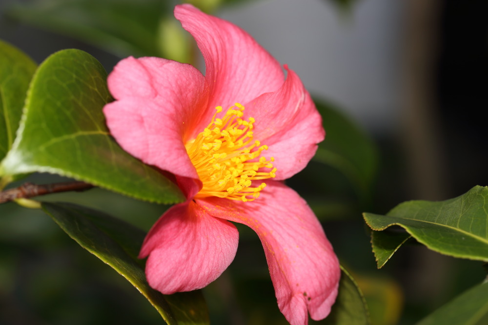 Lokation: Deutschland | Nordrhein-Westfalen | Köln | Riehl Kategorien: Blüte, Datum: 26.12.2015