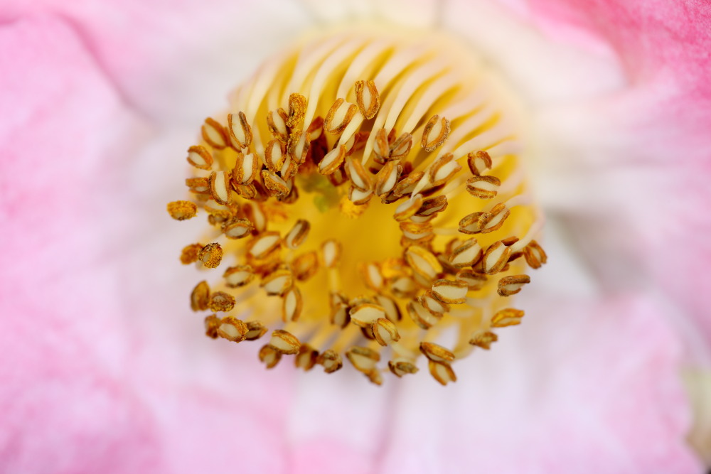 Lokation: Deutschland | Nordrhein-Westfalen | Köln | Riehl Kategorien: Blüte, Datum: 26.12.2015