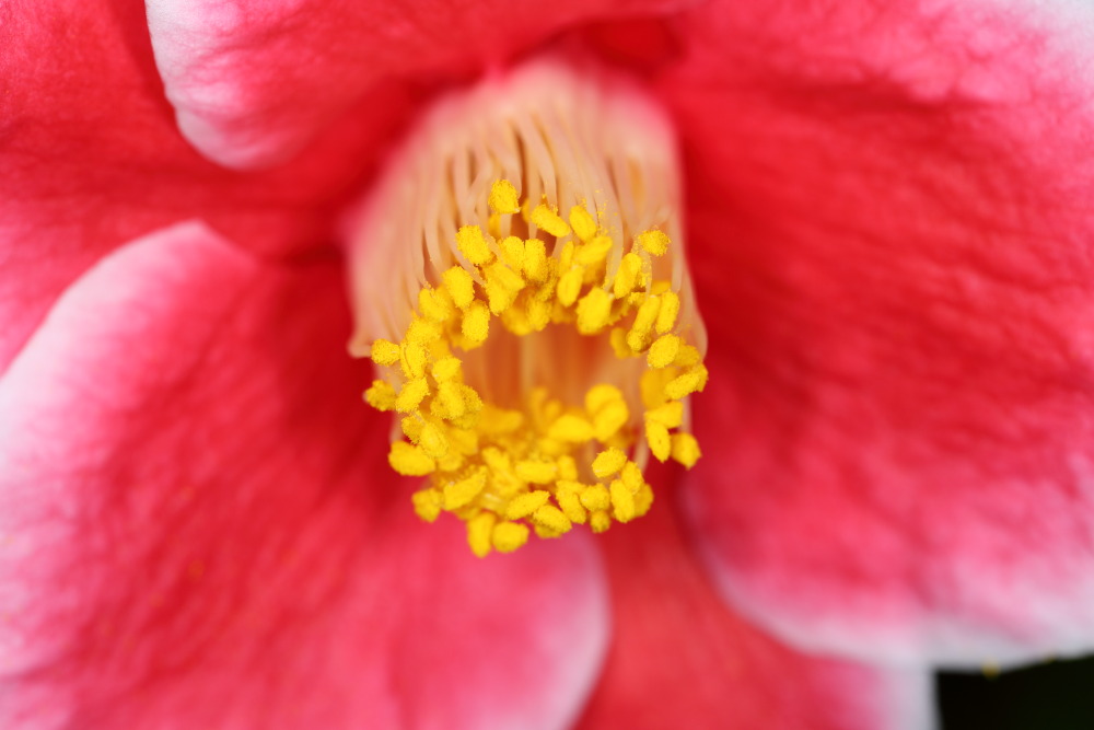 Lokation: Deutschland | Nordrhein-Westfalen | Köln | Riehl Kategorien: Blüte, Datum: 26.12.2015