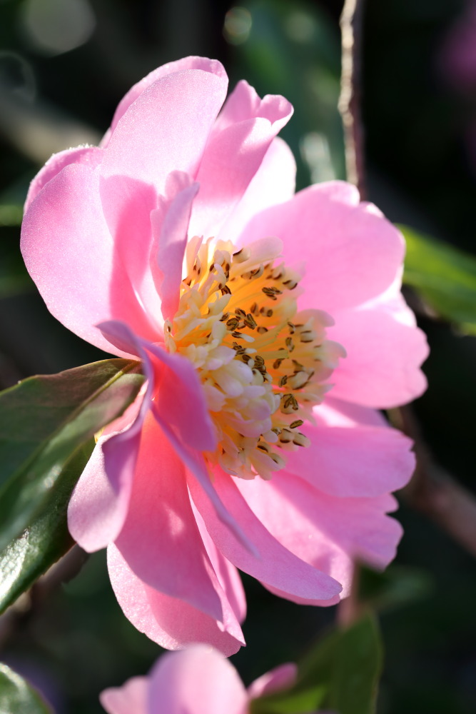 Lokation: Deutschland | Nordrhein-Westfalen | Köln | Riehl Kategorien: Blüte, Datum: 26.12.2015