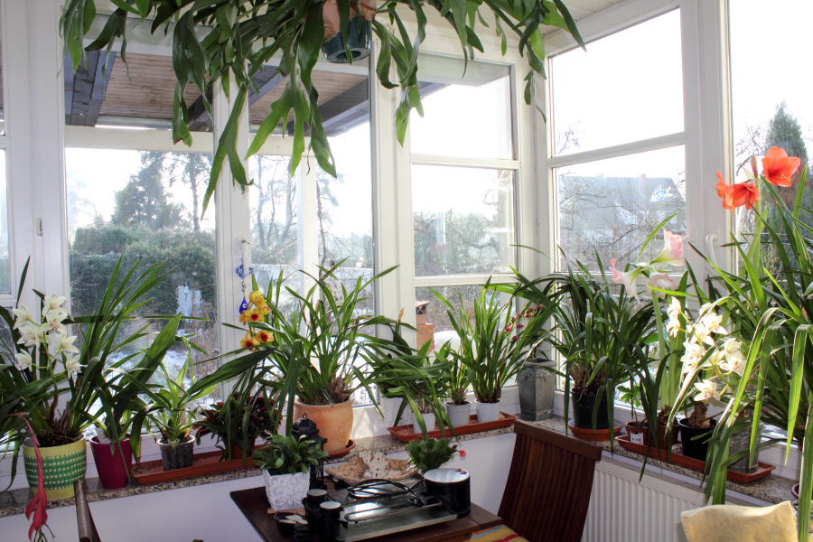 Lokation: Deutschland | Nordrhein-Westfalen | Bergisch Gladbach | Rodemich Kategorien: Zimmerpflanzen, Datum: 01.01.2015