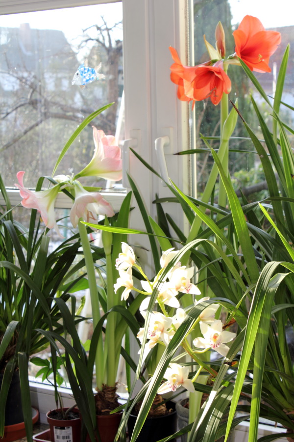 Lokation: Deutschland | Nordrhein-Westfalen | Bergisch Gladbach | Rodemich Kategorien: Zimmerpflanzen, Datum: 01.01.2015