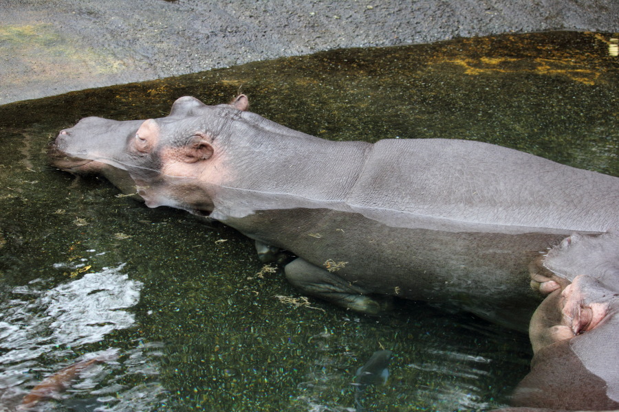 Lokation: Deutschland | Nordrhein-Westfalen | Köln | Riehl Kategorien: Säugetiere, Zoo, Datum: 17.01.2015