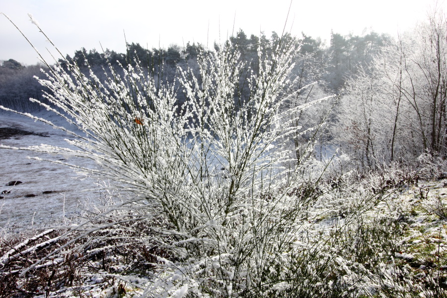 Lokation: Deutschland | Nordrhein-Westfalen | Köln | Kleineichen Kategorien: Winter, Datum: 04.02.2015