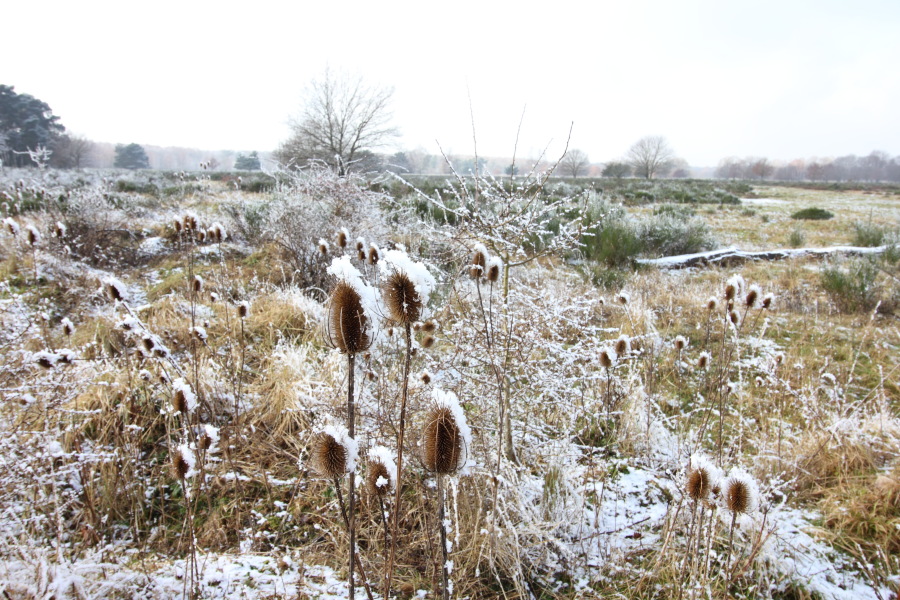 Lokation: Deutschland | Nordrhein-Westfalen | Rösrath | Kalmusweier Kategorien: Winter, Datum: 04.02.2015