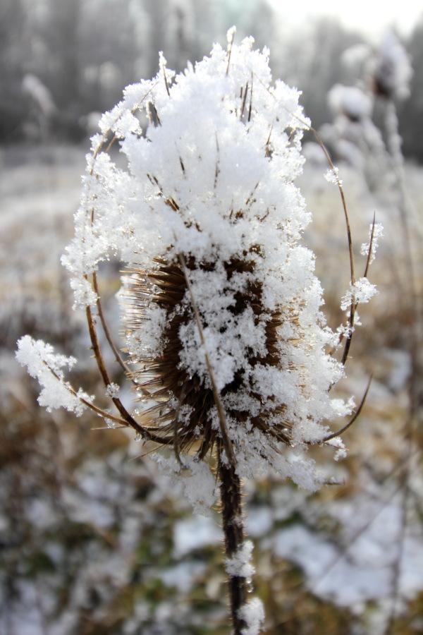Lokation: Deutschland | Nordrhein-Westfalen | Rösrath | Kalmusweier Kategorien: Winter, Datum: 04.02.2015