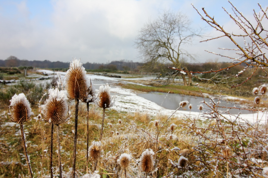 Lokation: Deutschland | Nordrhein-Westfalen | Rösrath | Kalmusweier Kategorien: Winter, Datum: 04.02.2015