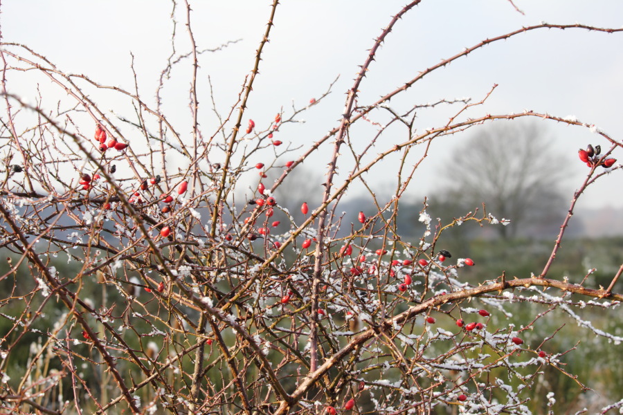 Lokation: Deutschland | Nordrhein-Westfalen | Rösrath | Kalmusweier Kategorien: Winter, Datum: 04.02.2015
