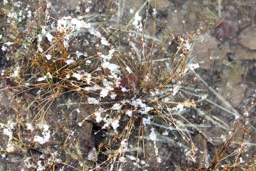 Lokation: Deutschland | Nordrhein-Westfalen | Rösrath | Kalmusweier Kategorien: Winter, Pfützen, Datum: 04.02.2015