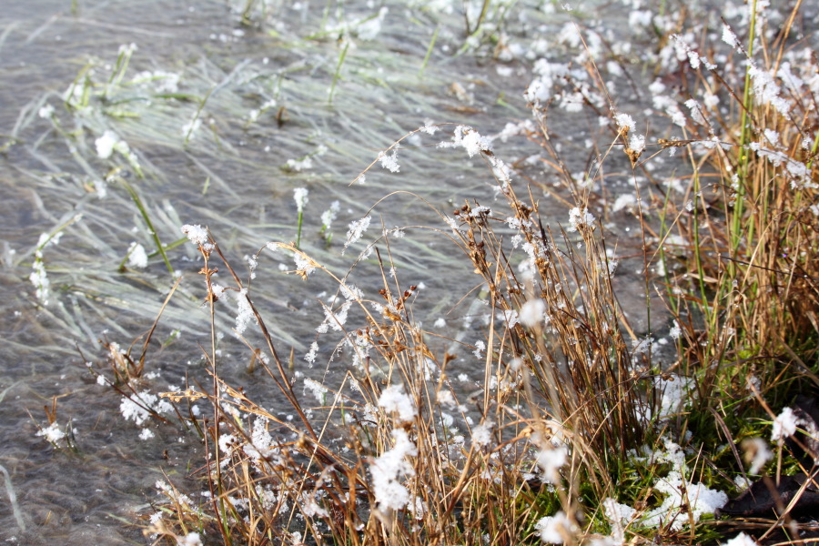 Lokation: Deutschland | Nordrhein-Westfalen | Rösrath | Kalmusweier Kategorien: Winter, Pfützen, Datum: 04.02.2015