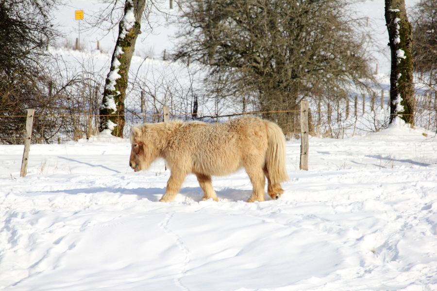 Lokation: Deutschland | Rheinland-Pfalz | Kerschenbach | Baasem Kategorien: Pferde, Datum: 07.02.2015