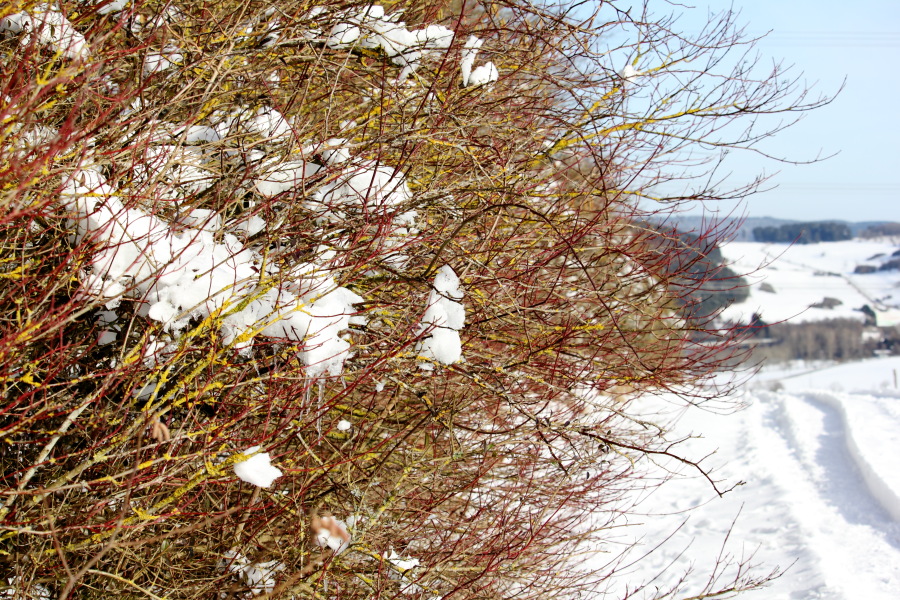 Lokation: Deutschland | Rheinland-Pfalz | Kerschenbach | Kronenburg Kategorien: Hecke, Datum: 07.02.2015