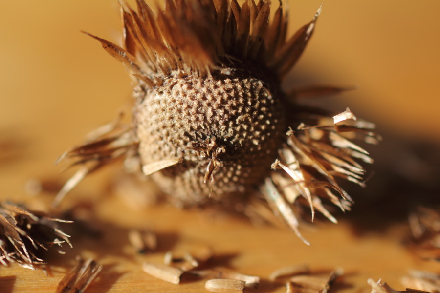 Lokation: Deutschland | Nordrhein-Westfalen | Bergisch Gladbach | Rodemich Kategorien: Früchte, Datum: 15.02.2015