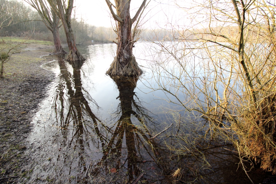 Lokation: Deutschland | Nordrhein-Westfalen | Köln | Dellbrück Kategorien: See, Baum, Datum: 16.02.2015