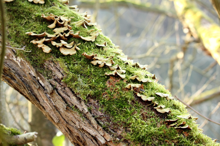 Lokation: Deutschland | Nordrhein-Westfalen | Köln | Höhenhaus Kategorien: Pilze, Datum: 16.02.2015