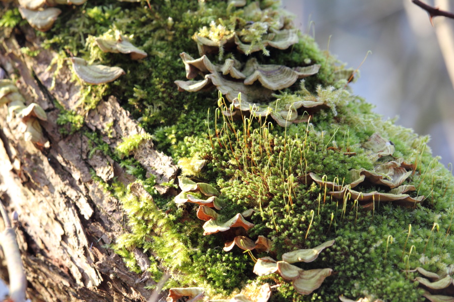 Lokation: Deutschland | Nordrhein-Westfalen | Köln | Höhenhaus Kategorien: Pilze, Datum: 16.02.2015