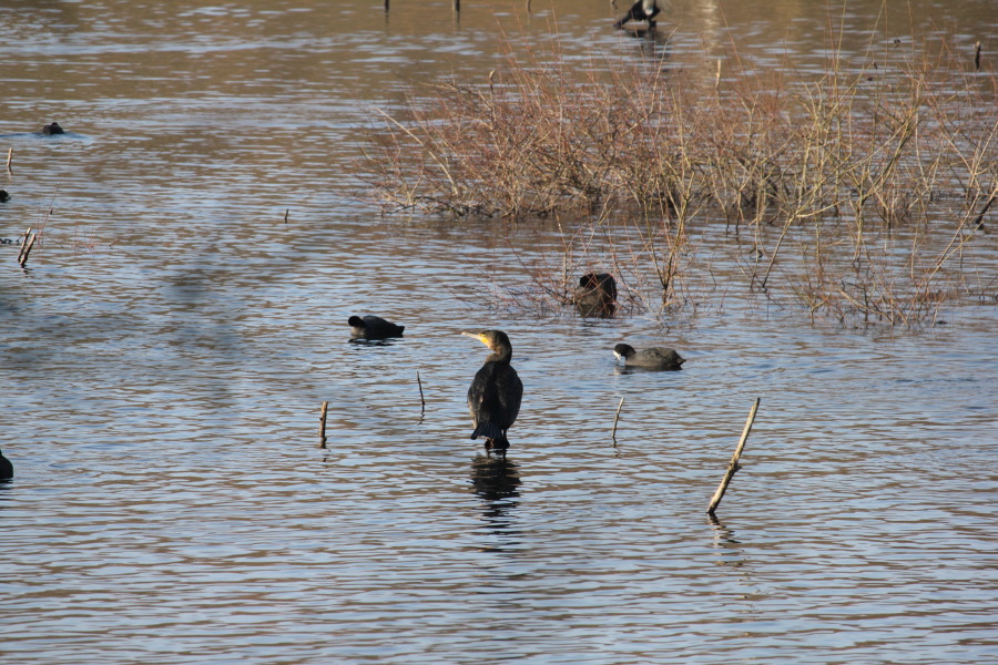 Lokation: Deutschland | Nordrhein-Westfalen | Bergisch Gladbach | Dellbrück Kategorien: Vögel, Datum: 16.02.2015
